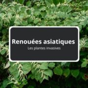 Les renouées asiatiques - Les plantes invasives
