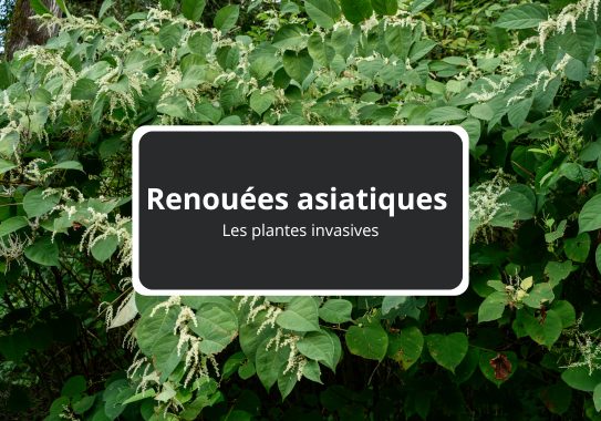 Les renouées asiatiques - Les plantes invasives