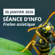 Séance d'info sur le frelon asiatique à Solwaster
