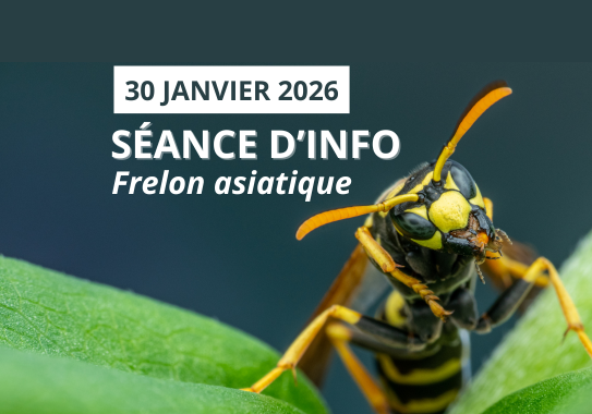 Séance d'info sur le frelon asiatique à Solwaster