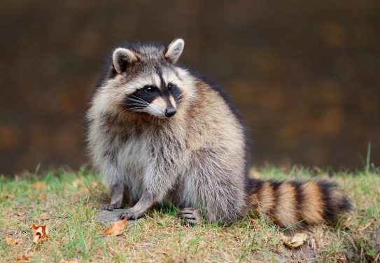 Raton laveur - Procédure