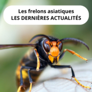 Frelons asiatiques - Les dernières actualités