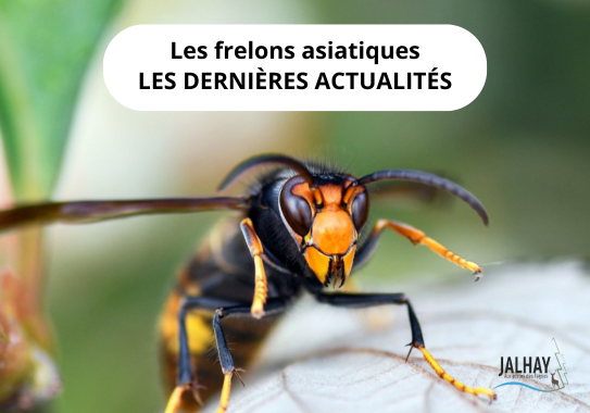 Frelons asiatiques - Les dernières actualités