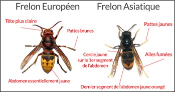 Reconnaitre le frelon asiatique