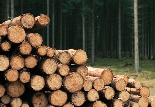 Vente publique - coupes de bois 2026